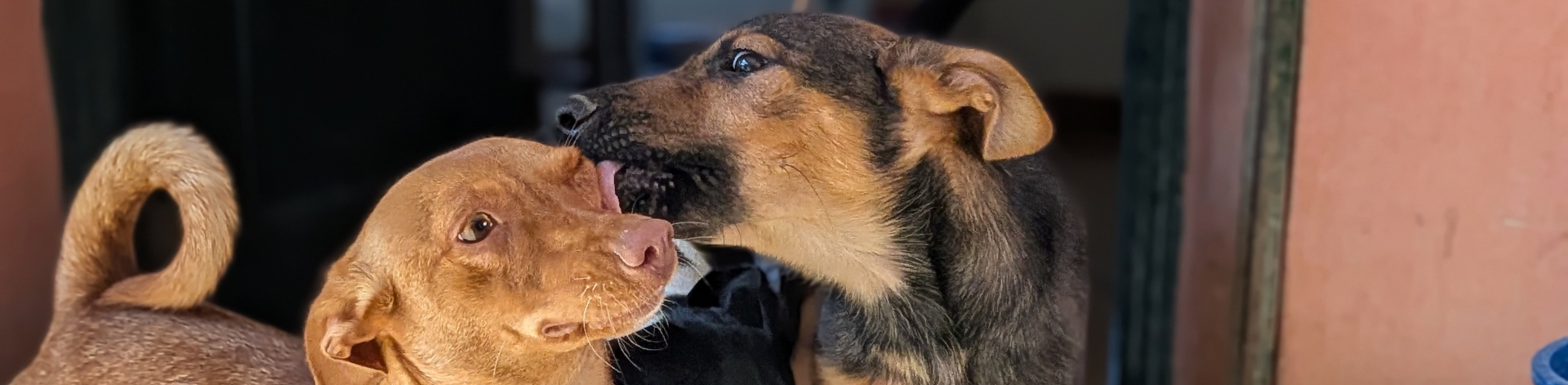 Our Dogs