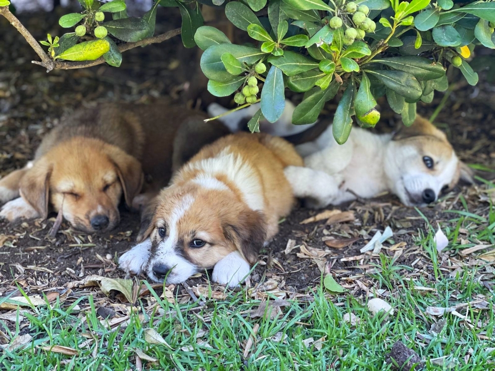 Puppies