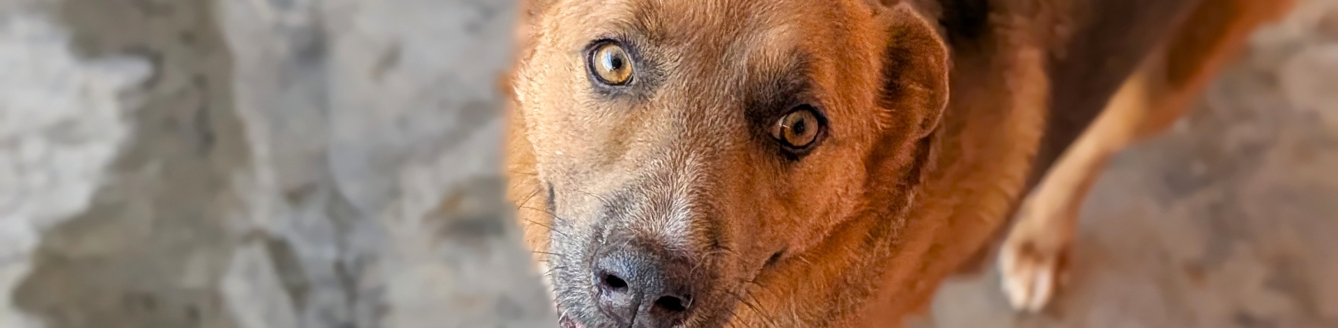 Dixon