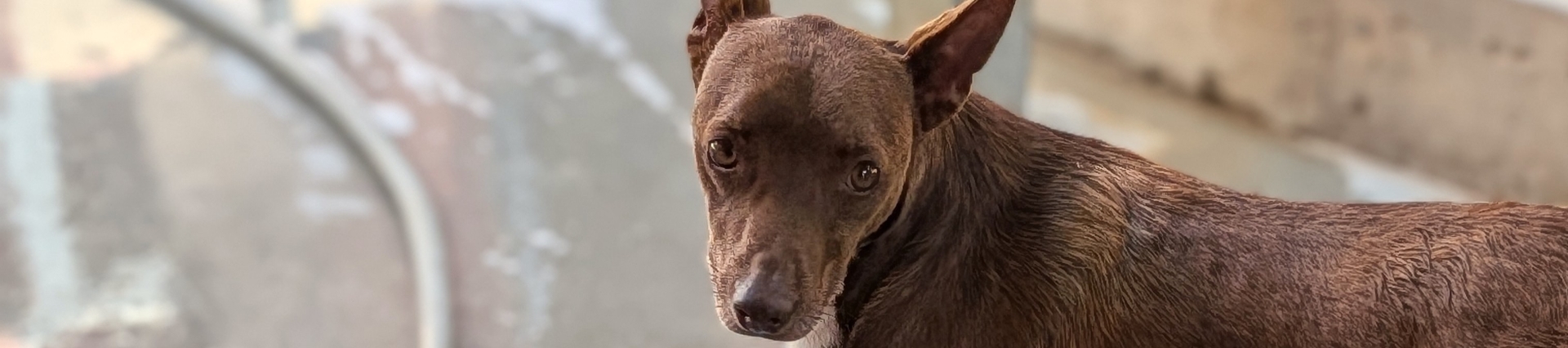 Choco