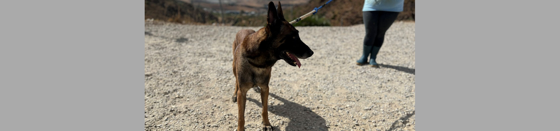 Rex
