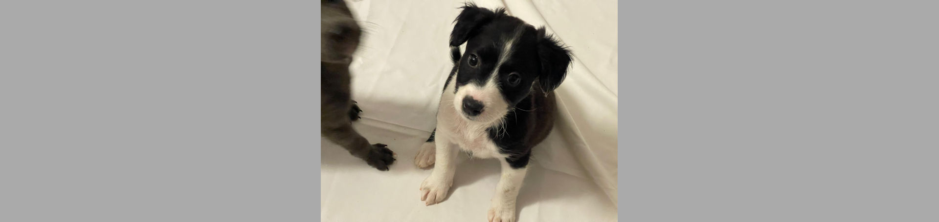 Domino