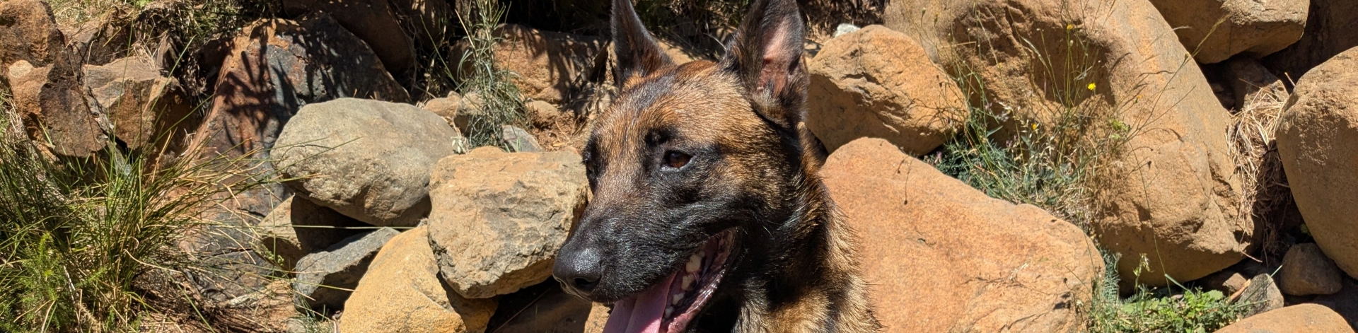 Rosco