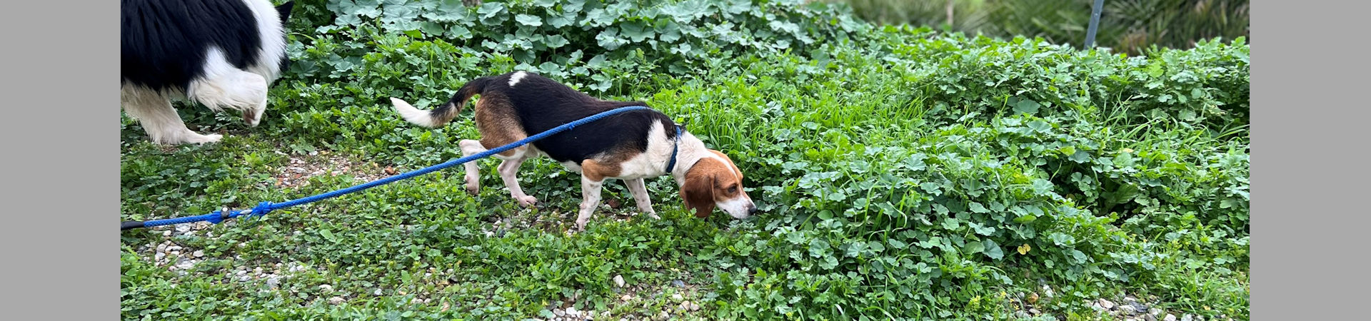 Pancho