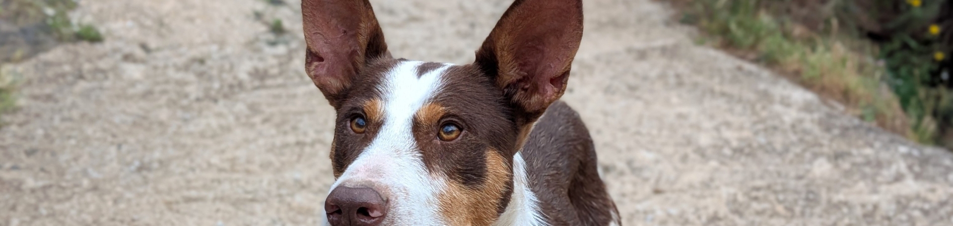 Ringo