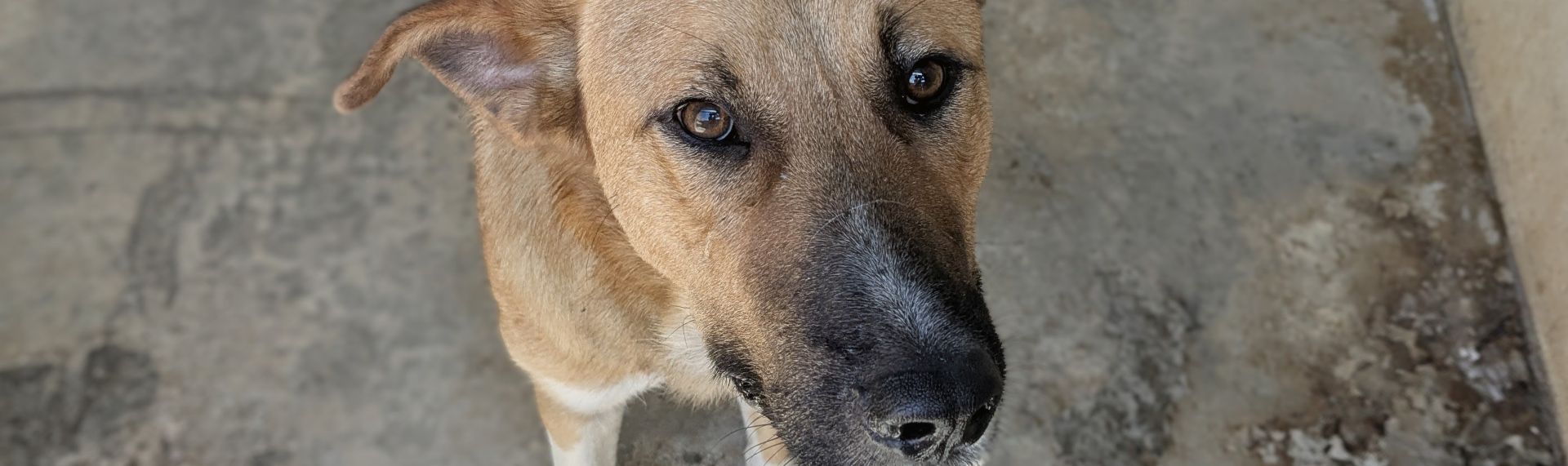 Chico