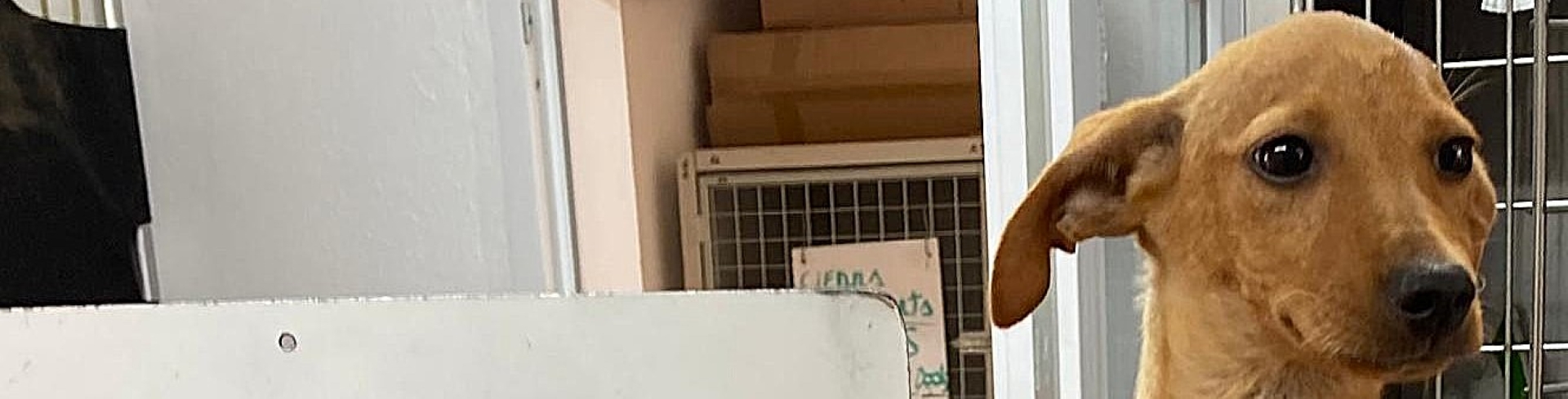 Isolda