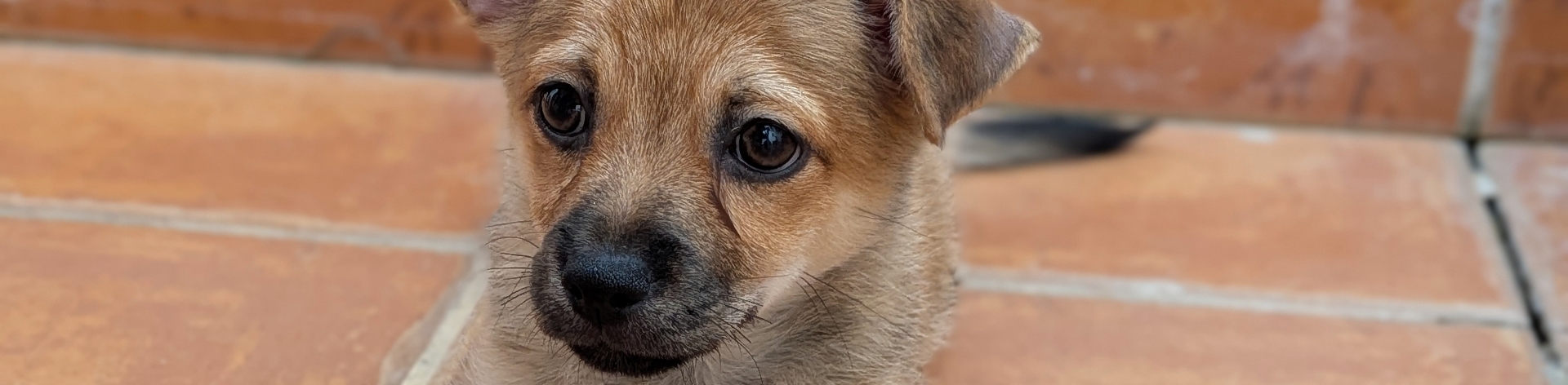Koda